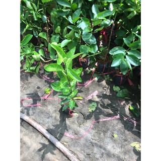 3 Cây giống chanh ko hạt