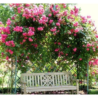 Hạt giống hoa Hồng Leo Pháp Mix nhiều màu (French Climbing Rose)