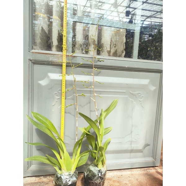 Lan vũ Nữ Anh Đào thơm chậu đang vòi hoa