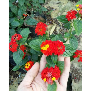 CÂY HOA NGŨ SẮC RỦ GIỐNG