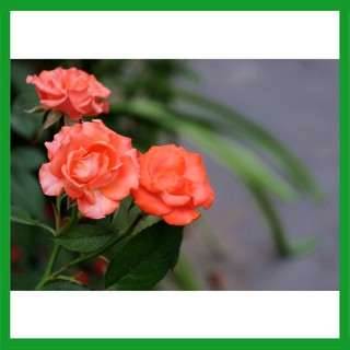 Hạt giống hoa Hồng Tỉ Muội