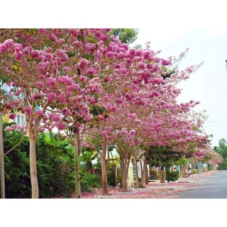 Hoa kèn hồng