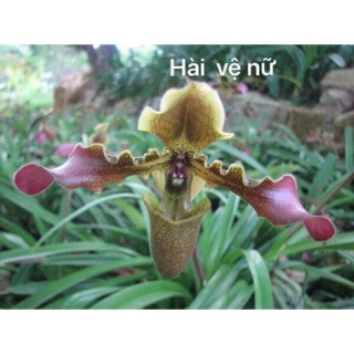 combo 10 Cây giống lan hài vệ nữ tây bắc