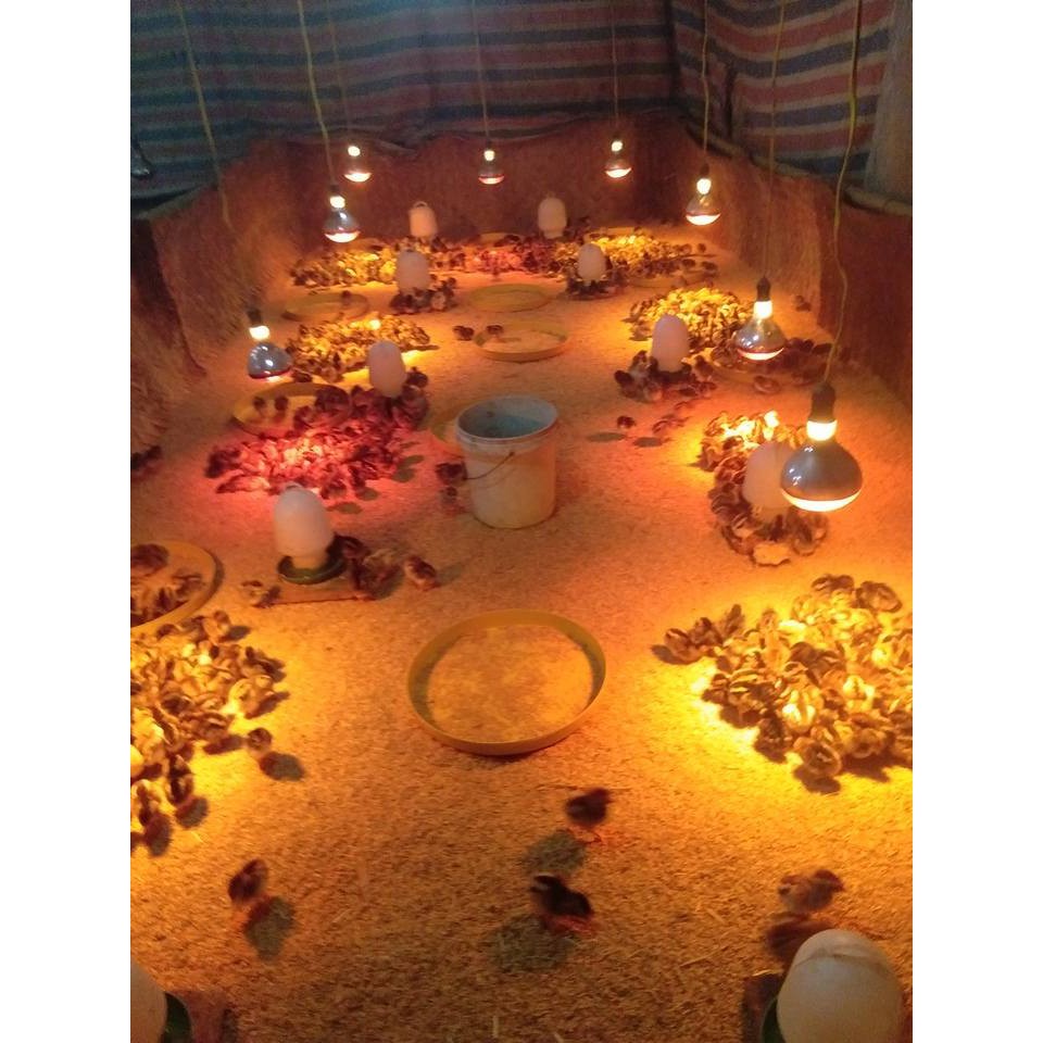 5 Khay tập  ăn cho gà con