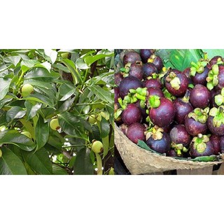 Cây măng cụt, cây giống gửi đi nguyên bầu