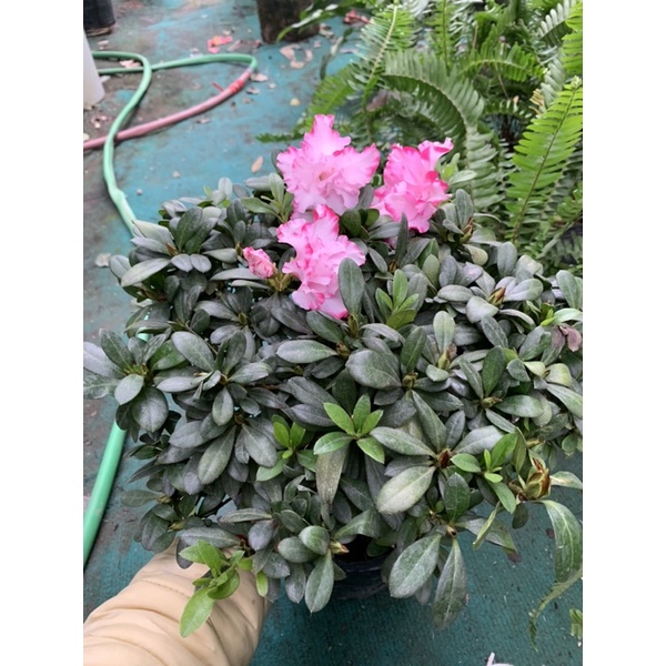 Cây hoa đỗ quyên sẵn nụ và hoa