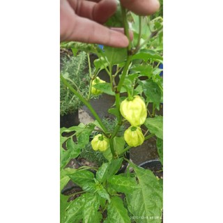 5 hạt ớt HABANERO VÀNG ( LEMON HABANERO)