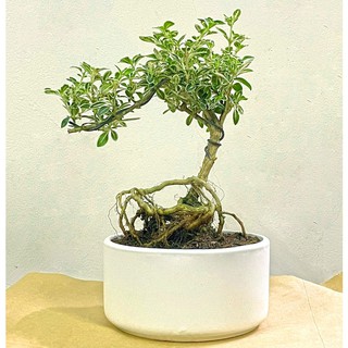 Cây bạch tuyết mai bonsai để bàn đẹp