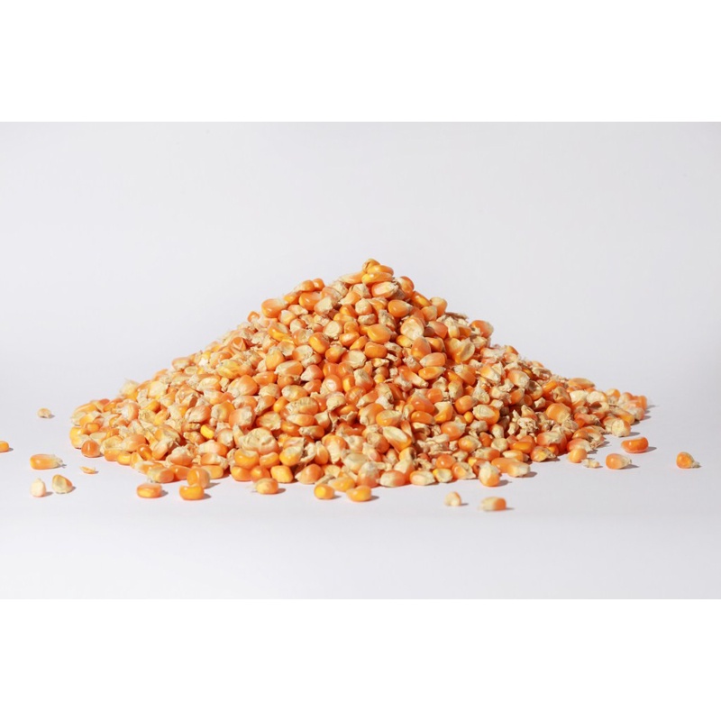 ngô hạt sấy khô ( bắp sấy khô) bắp ngô làm thức ăn cho gà, vịt, cá