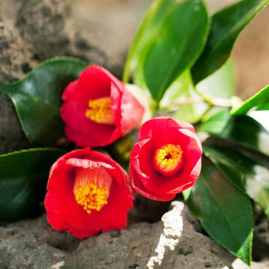 Sáp dưỡng da tay và móng tay hương hoa trà innisfree Camellia Hand And Cuticle Balm EX 50ml | BigBuy360 - bigbuy360.vn