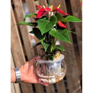 Chậu thuỷ tinh cây Hồng Môn thuỷ sinh tặng kèm đá trang trí