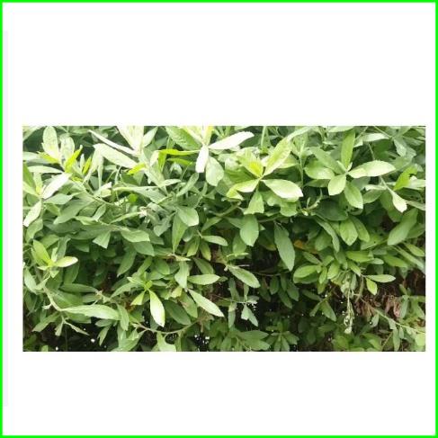 1KG CÂY CÚC TẦN KHÔ, CÂY ĐÀI BI KHÔ HÀNG CHUẨN LOẠI 1