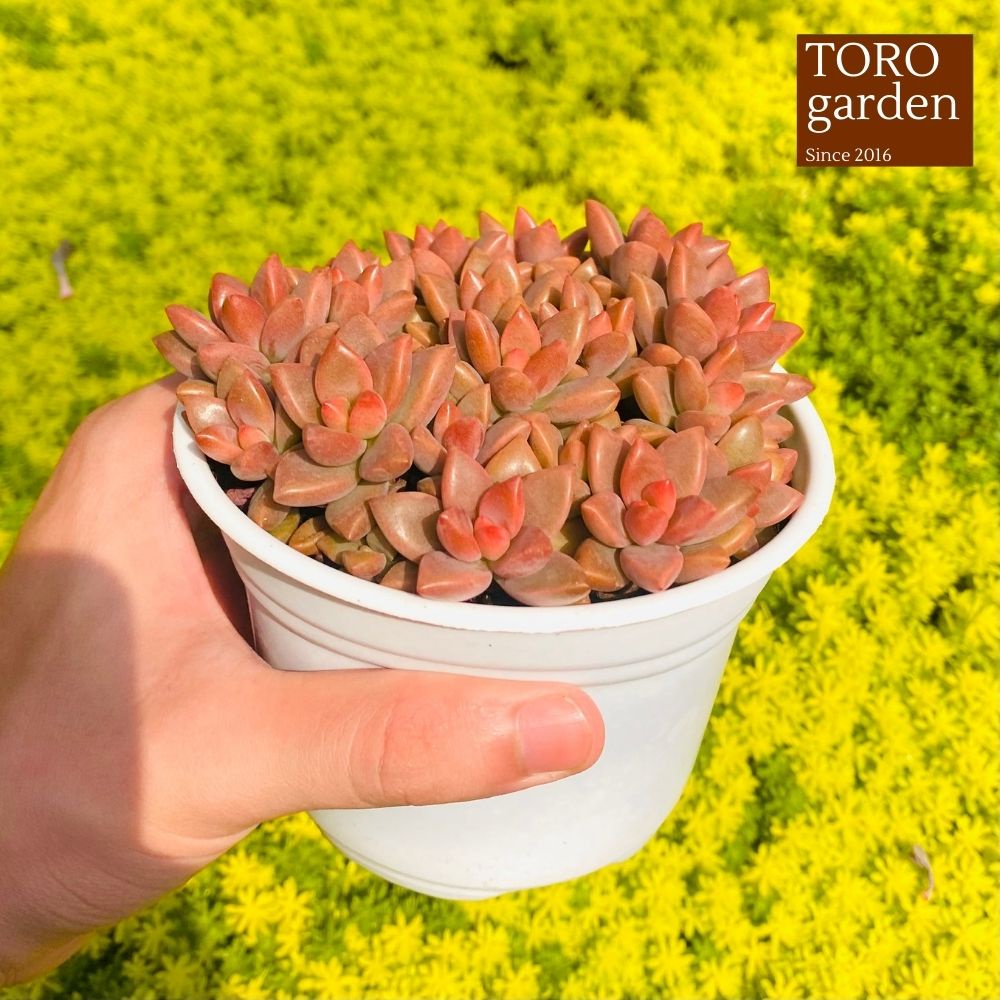 Sen đá đá nâu Đà Lạt size trung bình cây cảnh trang trí nhà cửa Toro garden