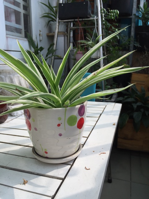 Combo 5 cây lan chi