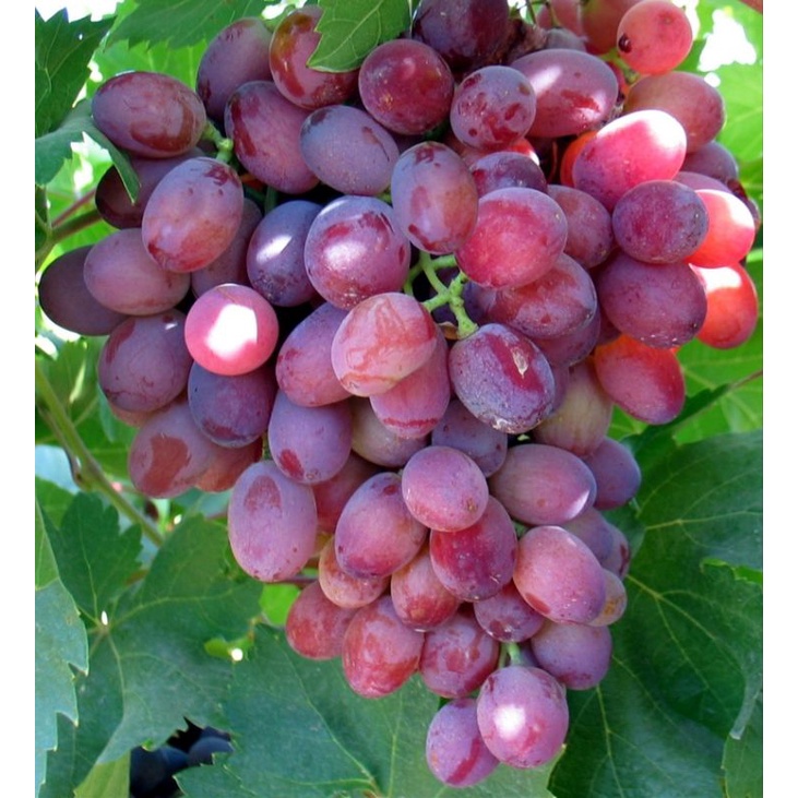 Cây Nho Crimson Seedless Không Hạt Tự Nhiên