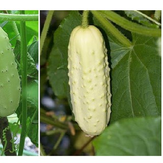 10H- HẠT GIỐNG DƯA LEO GAI TRẮNG