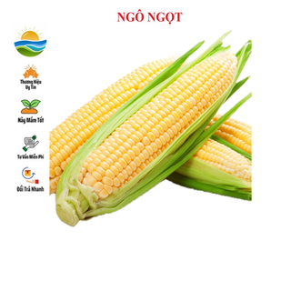 Hạt giống ngô ngọt 20 hạt
