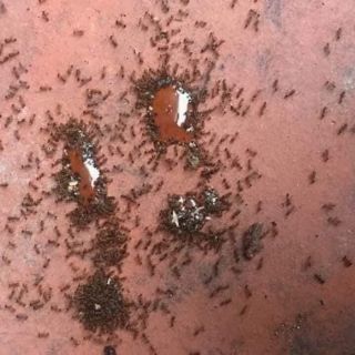 Thuốc diệt kiến, gián tận gốc 2 lọ