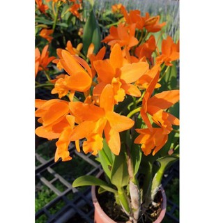 Hoa lan Cattleya mini cánh sáp - màu cam
