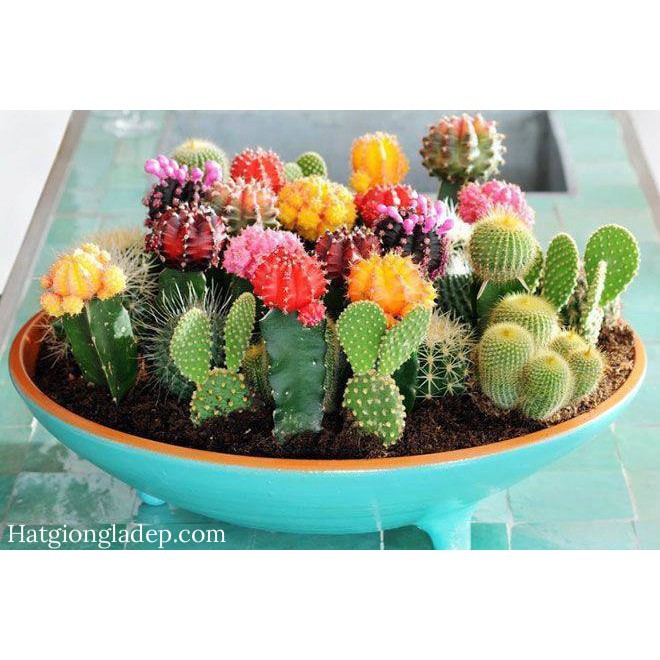 Hạt Giống Sương Rồng Mix Tặng Bộ Dụng Cụ Mini Trồng Cây Tặng Bộ Dụng Cụ Mini Trồng Cây