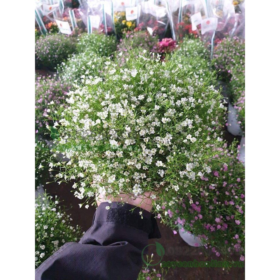 Hạt giống hoa Baby trắng  gói 50 hạt SHOP UY TÍN]