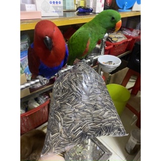 DÀNH CHO VẸT BỊCH 1 Kg HẠT HƯỚNG DƯƠNG NGA SIZE LỚN THỊT NHIỀU