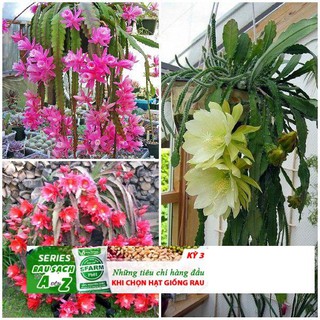 Hạt giống hoa nhật quỳnh 10 hạt
