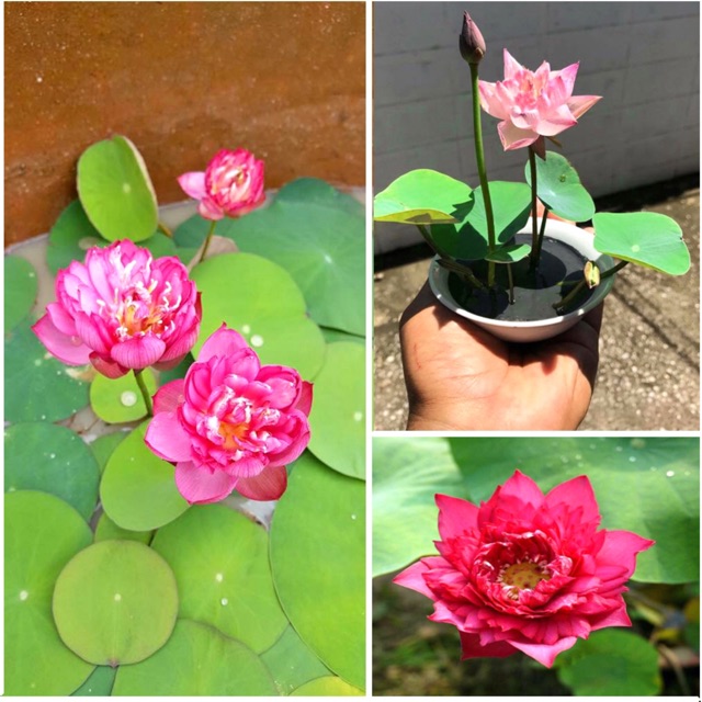 Hạt Giống Sen Nhật MiNi 9 Mầu Chọn Ngẫu Nhiên