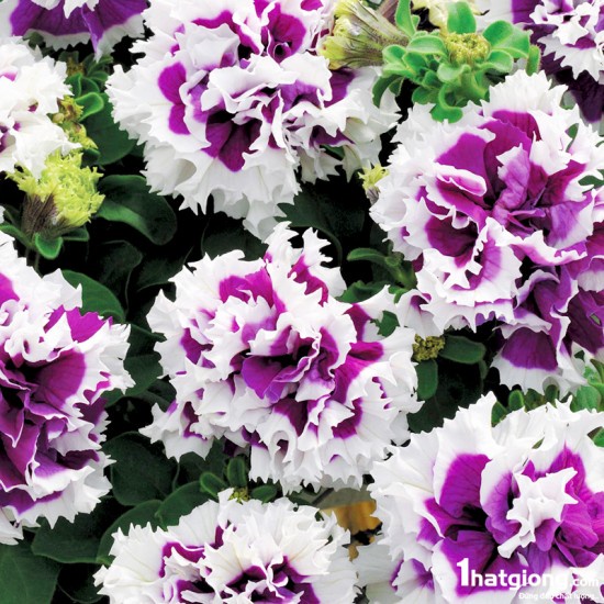 500H - #Hạt_Giống_Dạ_Yến_Thảo_Kép (Tặng kèm phân bón, kích mầm)