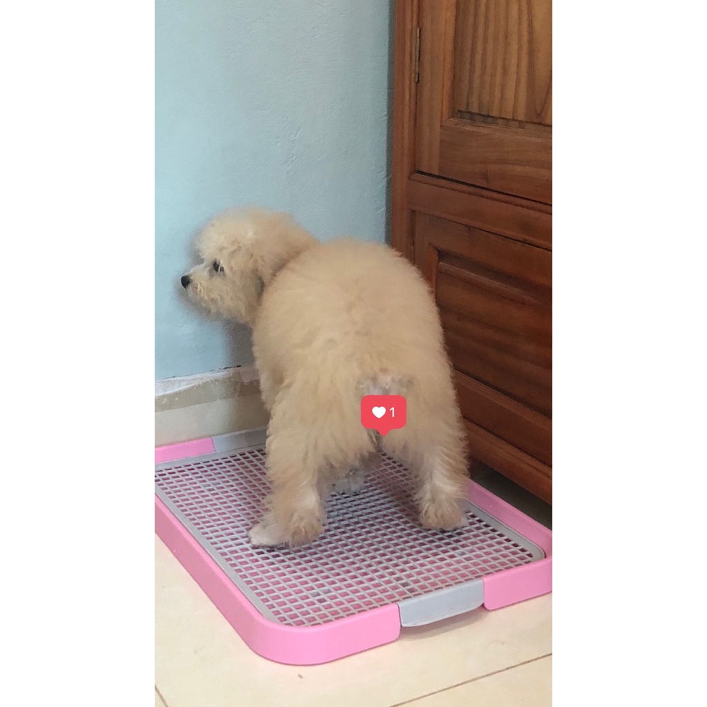 [FREESHIP] Khay vệ sinh cho chó, khay đi vệ sinh cho chó size 50*36 cm, phù hợp cho chó dưới 7kg