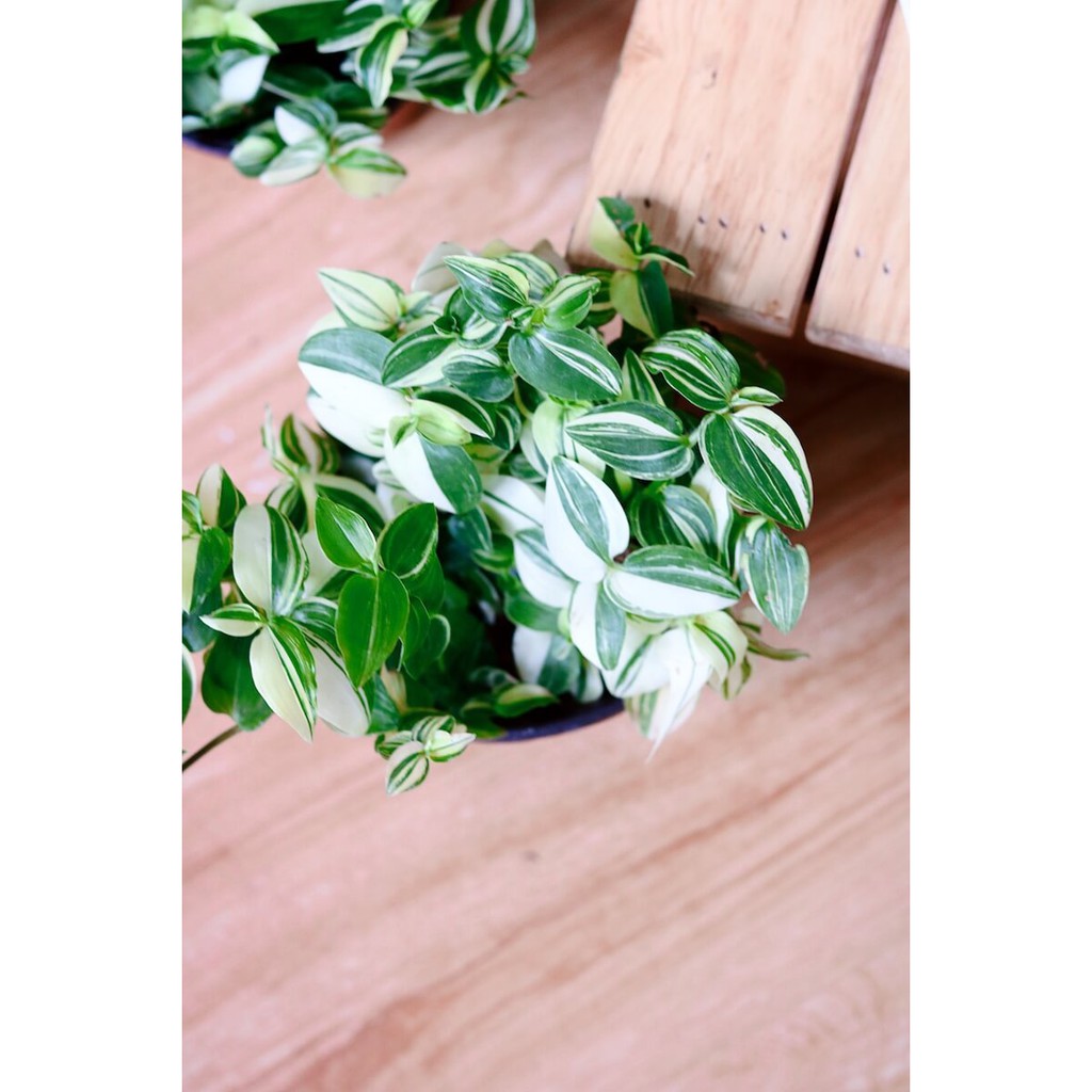 Chậu treo Tradescantia fluminensis aureovariegata - Thài Lài Trắng Xanh Var