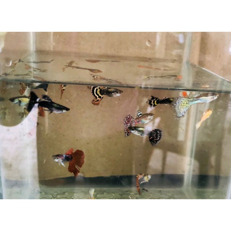 THỦY SINH đuôi Khổng Tước Siêu Đẹp size vừa-1cặp tặng thức ăn