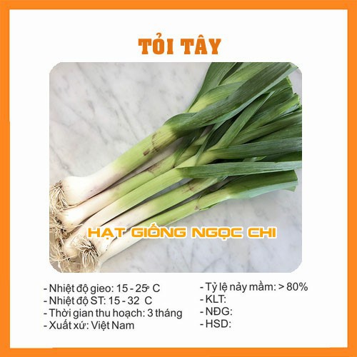 Hạt Giống Củ Tỏi Tây (Hạt Giống Ngọc Chi) - 1Gr