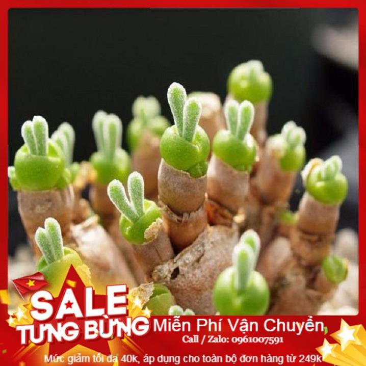 Hạt Giống Tai Thỏ Mix - 10 Hạt [ Tặng bộ dụng cụ làm vườn Mini 3 món ]