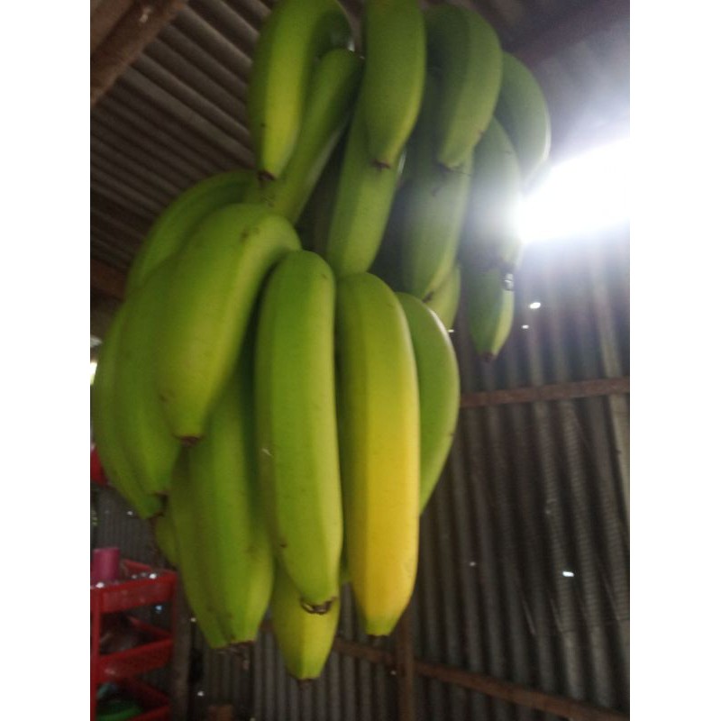 Chuối già xanh/chuối xiêm