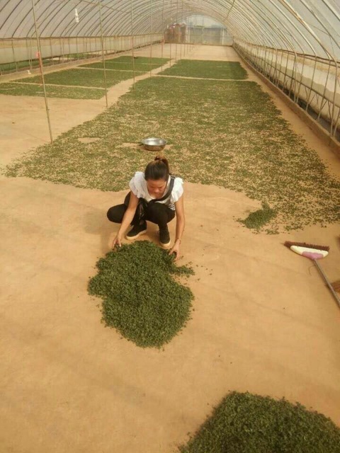 Nụ hoa tam thất BAO TỬ khô 100g