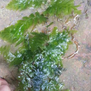 Dương xỉ lá nho ( 1 bụi như hình 100k)