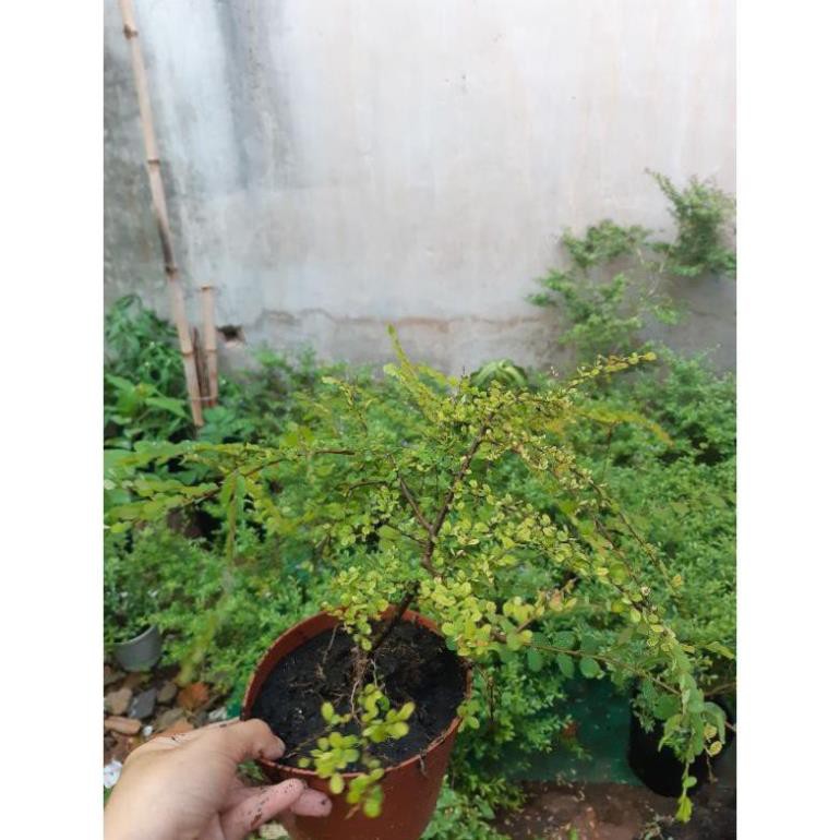 sơn liễu giống