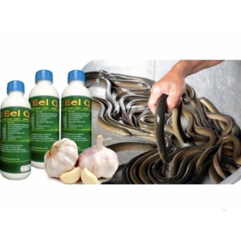 Dịch trùn quế Eel Q cho lươn