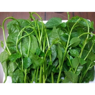 Hạt Giống Rau Mồng Tơi