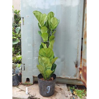 Bàng Singapore