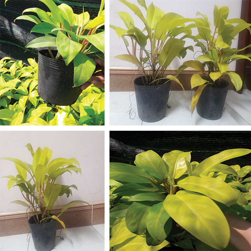 Combo 2 cây trầu bà vàng