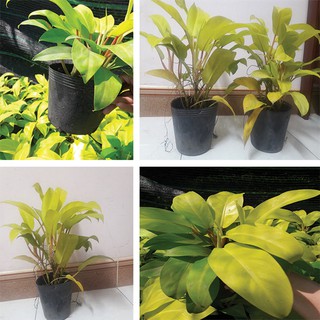 Combo 2 cây trầu bà vàng