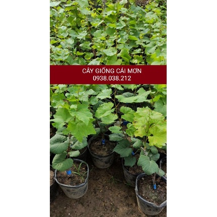 CÂY GIỐNG NHO NGÓN TAY ĐEN KHÔNG HẠT