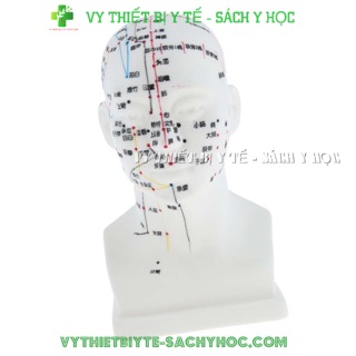 Mô hình đầu châm cứu