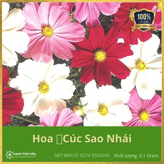 Hạt Giống Hoa Cúc Sao Nhái FVN - 0.1g/Gói - Năng Suất Cao, Dễ Trồng, Bông To, Nhiều, Màu Hoa Đẹp, Để Được Lâu