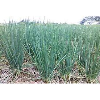 Hạt giống hành ta 5 gram