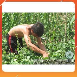 15h Hạt Giống Sương Sâm Lông (Tiliacora triandra) NNF1