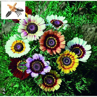 🌟Hạt Giống Hoa Cúc Chi Mix🌟 Nhiều Màu Siêu Đẹp Gói 100 Hạt TRỒNG HOA TẾT