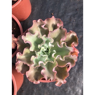 Sen đá Bắp Cải 20-22cm